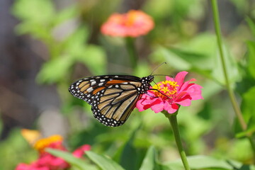 Monarch yellow and orange with white spots butterfly pollinating on pink Zinnia