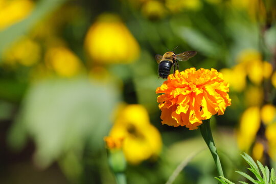 Bumble bee pollinating on orange Merigold. 