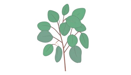 Eucalyptus branch illustration