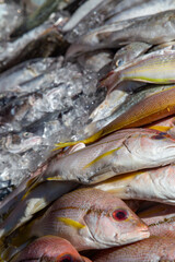 Fresh caught fish at the morning market
