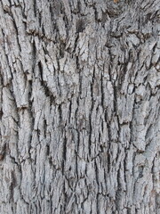 Close up of tree bark