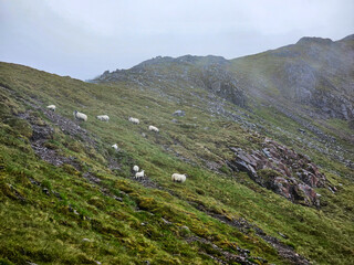 Tree Sisters Mountains - Glen Coe Valley - Scotland