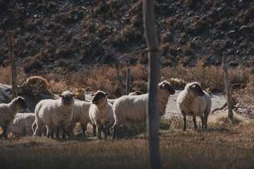 Obraz premium Sheep in a corral. Family vacation. Country theme.