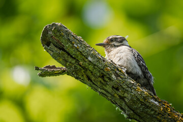 Woodpecker on a branch