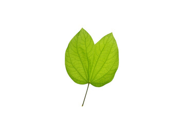 Fototapeta premium Bauhinia acuminata, Orchid Tree leaf texture details on white isolated background, native to tropical southeastern Asia.
