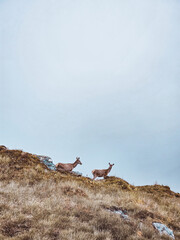 Roe-deer at Tree Sisters Mountains - Glen Coe Valley - Scotland