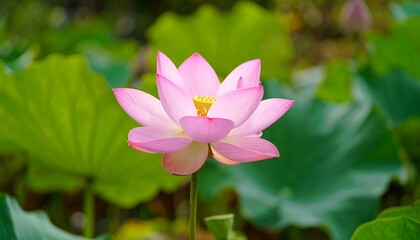 Pink lotus flower in pond