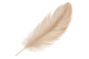 Realistic white feather floating on transparent backgroun