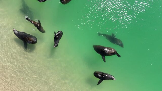 A group of long-nosed fur seals is swimming and lounging along the sandy shoreline of Coorong National Park - 4K Aerial Drone Footage from Murray Mouth Lookout, Hindmarsh Island, South Australia