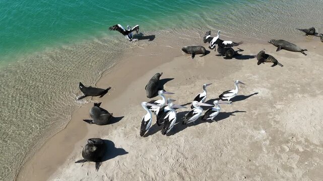 Long-nosed fur seals and Australian pelicans along the shoreline of Coorong National Park &ndash; 4K aerial drone footage from Murray Mouth Lookout, Goolwa, South Australia, showcasing Australian wildlife
