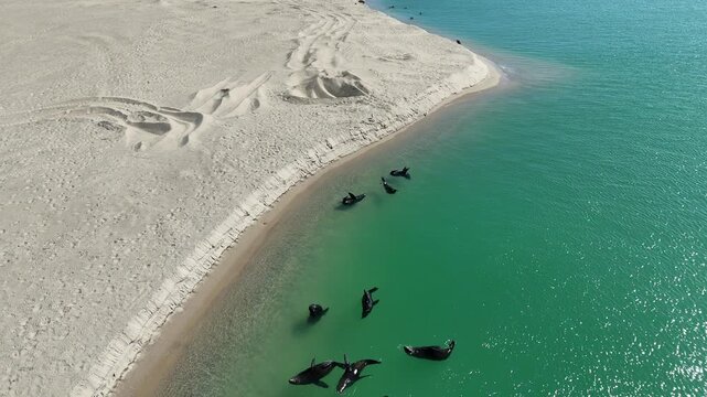 A group of long-nosed fur seals is swimming and lounging along the sandy shoreline of Coorong National Park - 4K Aerial Drone Footage from Murray Mouth Lookout, Hindmarsh Island, South Australia
