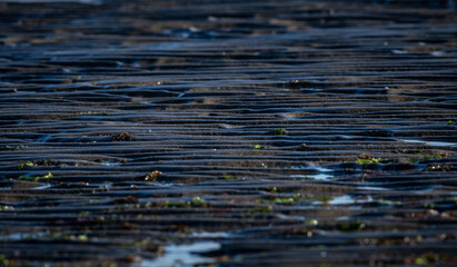 arena distribuida formando lineas , con restos de algas y agua de mar , se genera luego de bajar la marea