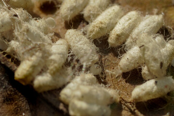 A cluster of silkworm cocoons resting on dry leaves, showcasing their textured surface and natural formation