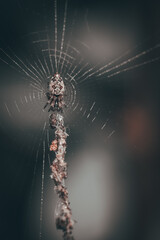 A small spider meticulously weaves its intricate web, patiently waiting for prey amidst the natural backdrop, showcasing nature's delicate architecture