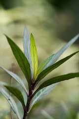 Close-up of a green plant with long, slender leaves and a bright green tip, set against a blurred background