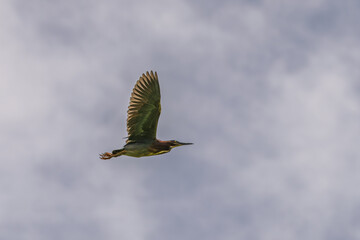 Green Heron in flight