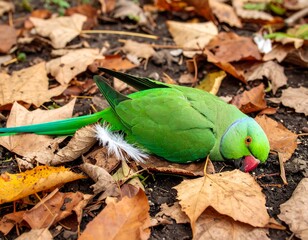 Green parrot on autumn leaves