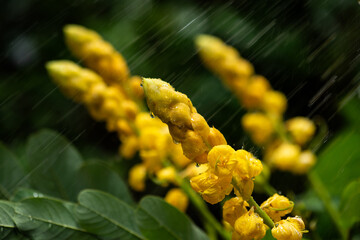 Fototapeta premium Senna alata branch flowers on natural and raining background.