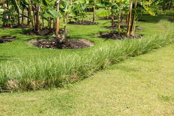 Vetiver trees in garden on natural background.