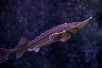 Sturgeon fish swimming in an aquarium background.