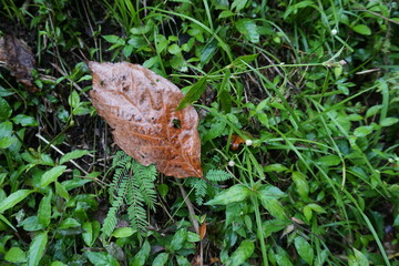 Because the leaves had dried out and were brown, they were falling from their stems on the green...