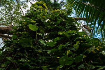 Dense tropical vines with large green leaves climbing trees in a lush jungle setting with palm fronds and blue sky above.