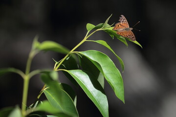 A butterfly rests on a leaf in a serene forest.