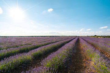 Stunning Lavender Fields in Brihuega, Spain on a Sunny Summer Day