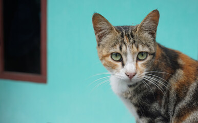 portrait of a cute and adorable female cat sitting comfortably on a motorbike with her eyes looking at the camera 