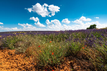 Vibrant Lavender Fields in Brihuega, Spain on a Summer Day
