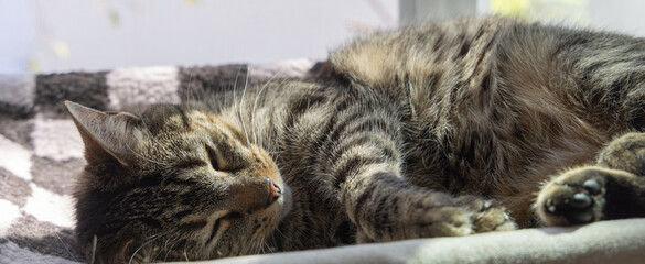 Cute tabby cat sleeping peacefully
