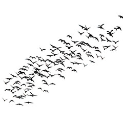 Close up macro shot of a whisk texture with realistic detail transparent background