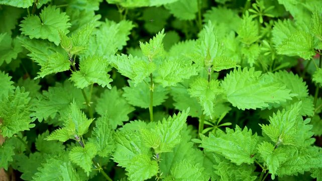 Fresh green nettle medical plant, spring time