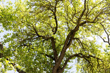Fototapeta premium A dense and wide crown of a tree, consisting of numerous branches covered