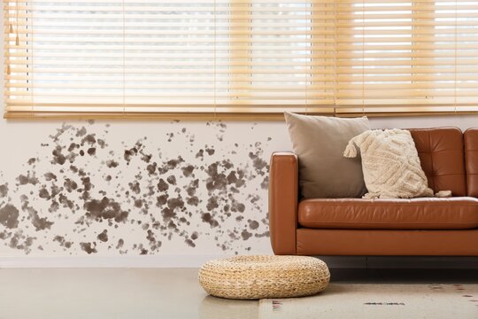 Interior of living room with mildew on light wall near sofa