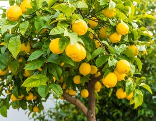 Lemon tree laden with ripe fruit
