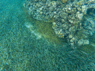 Coral reef and seagrass meadow beneath clear turquoise water at El Cielo, Cozumel, Mexico.