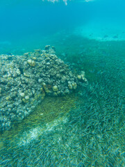 Coral reef and seagrass meadow beneath clear turquoise water at El Cielo, Cozumel, Mexico.