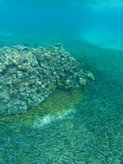 Coral reef and seagrass meadow beneath clear turquoise water at El Cielo, Cozumel, Mexico.