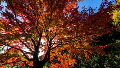 Autumn foliage canopy