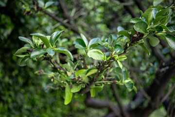 Close-up of a fresh green tree branch with young leaves in springtime, showing vibrant growth and natural texture against a soft-focus forest background, symbolizing renewal and seasonal awakening.