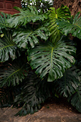 green monstera leaves growing in a tropical garden for natural decor