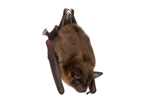 Close-up view of a brown bat, suspended upside down against a pure black background.