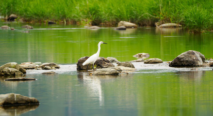川の中州で静かに過ごす白鷺