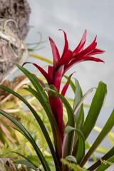 A red bromeliad flowering plant (Bromeliaceae).