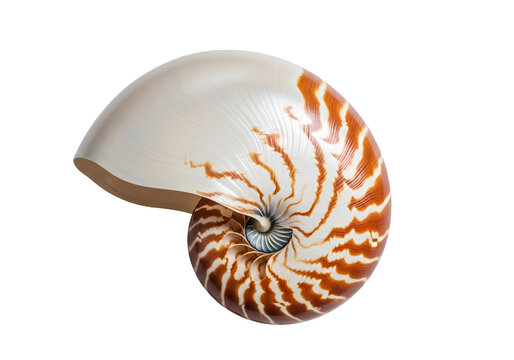 Detailed close-up of a nautilus shell, showcasing its intricate spiral patterns and elegant color variations.