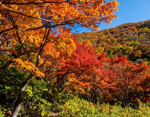 Autumn foliage vibrant hillside