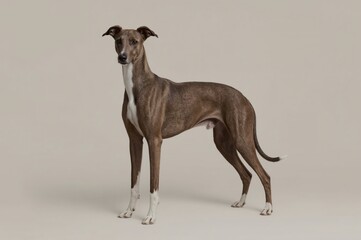 Fototapeta premium Elegant Greyhound posing, studio, neutral backdrop, pet portrait