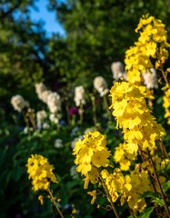 Bright yellow flowers in garden
