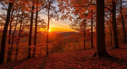 Autumn Forest Sunset Landscape.